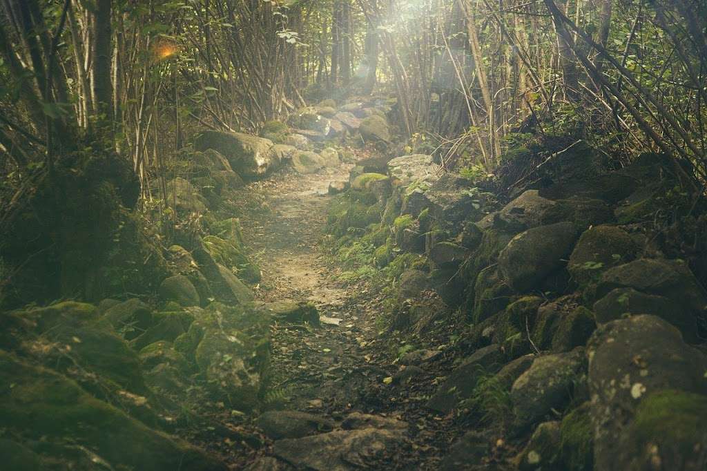 Three Strangers and a Howl – a Willowshade Prelude.